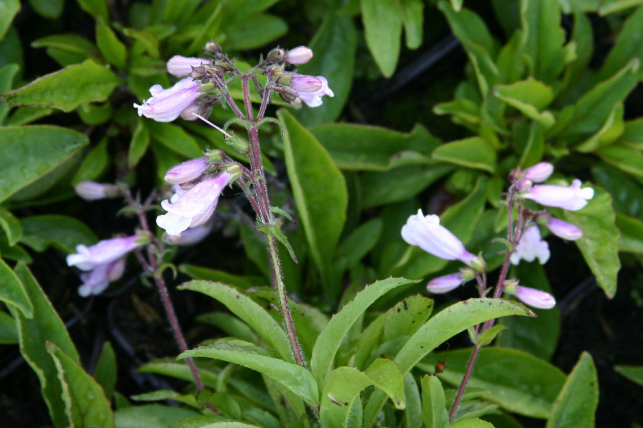 penstemon-hirsutus-pygmaeus
