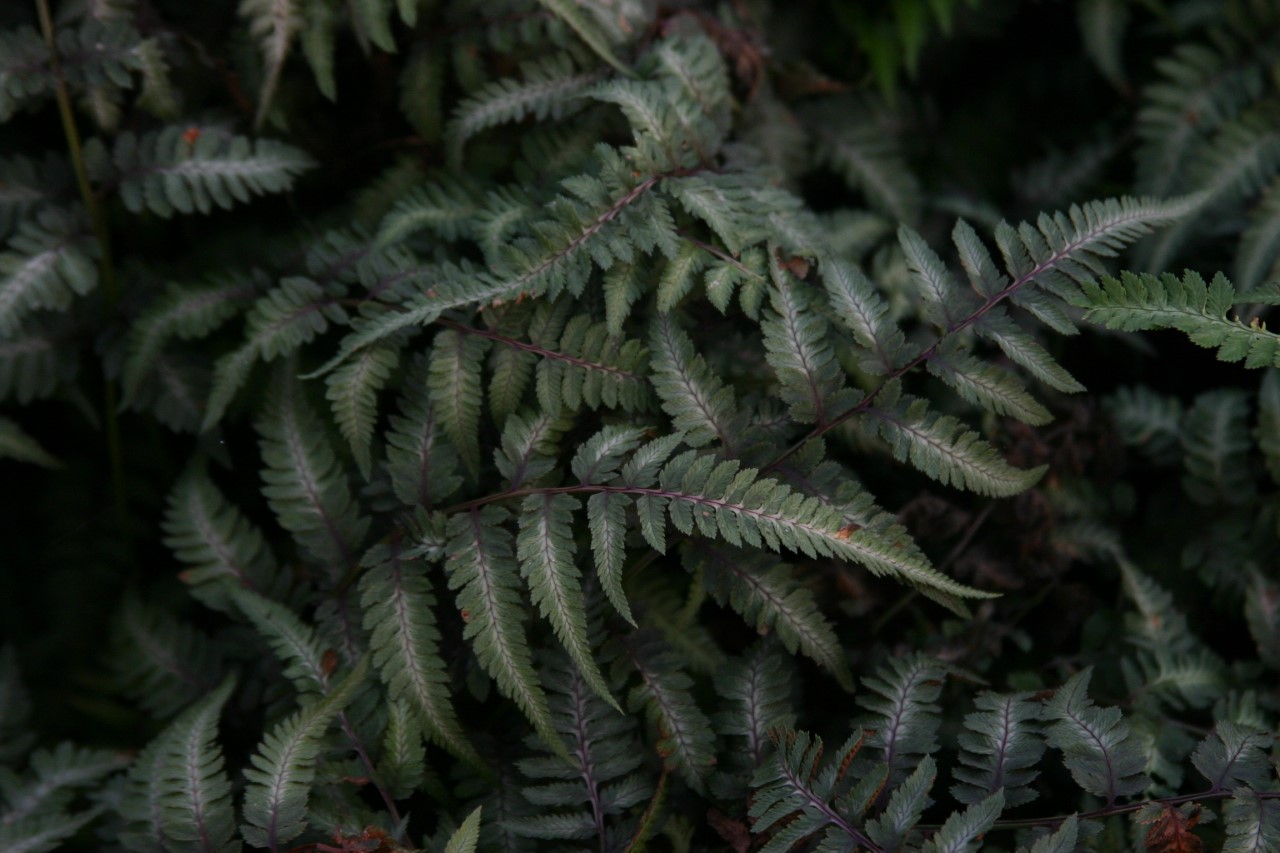 Athyrium niponicum 'Metallicum' athyrium-niponicum-metallicum