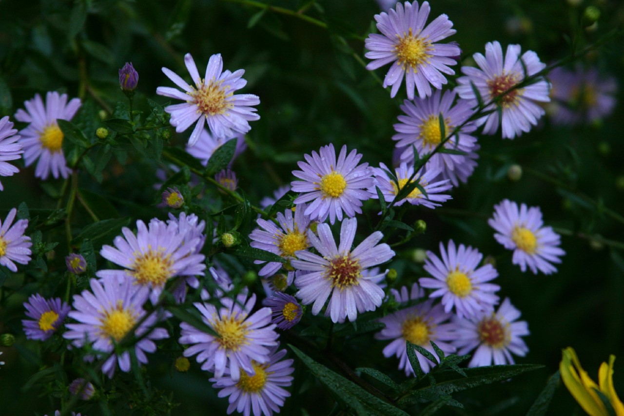 aster-beaute-du-nord