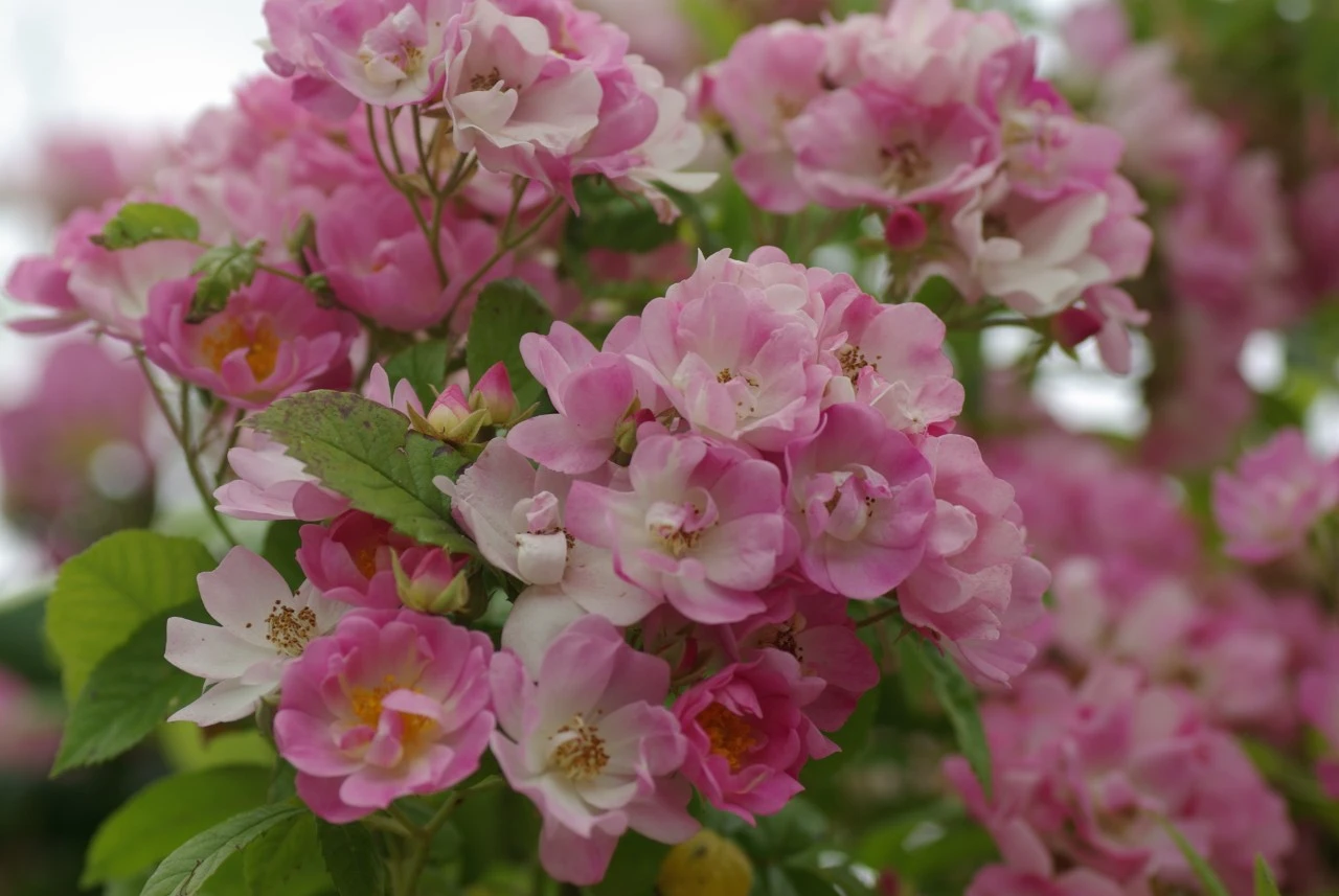 Rosa 'Apple Blossom'  Biologisch : W