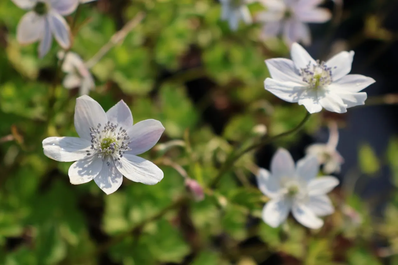 Anemone leveillei