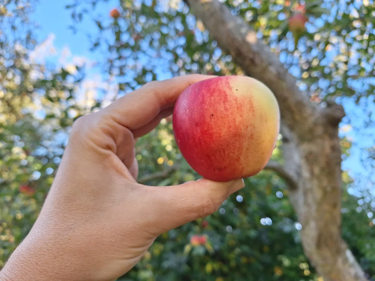 Malus domestica 'Katja'