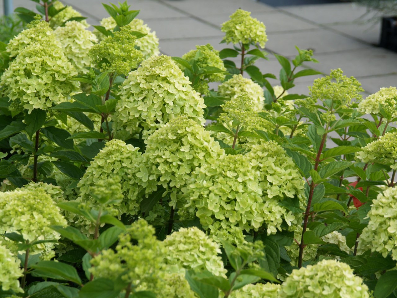hydrangea-paniculata-little-lime