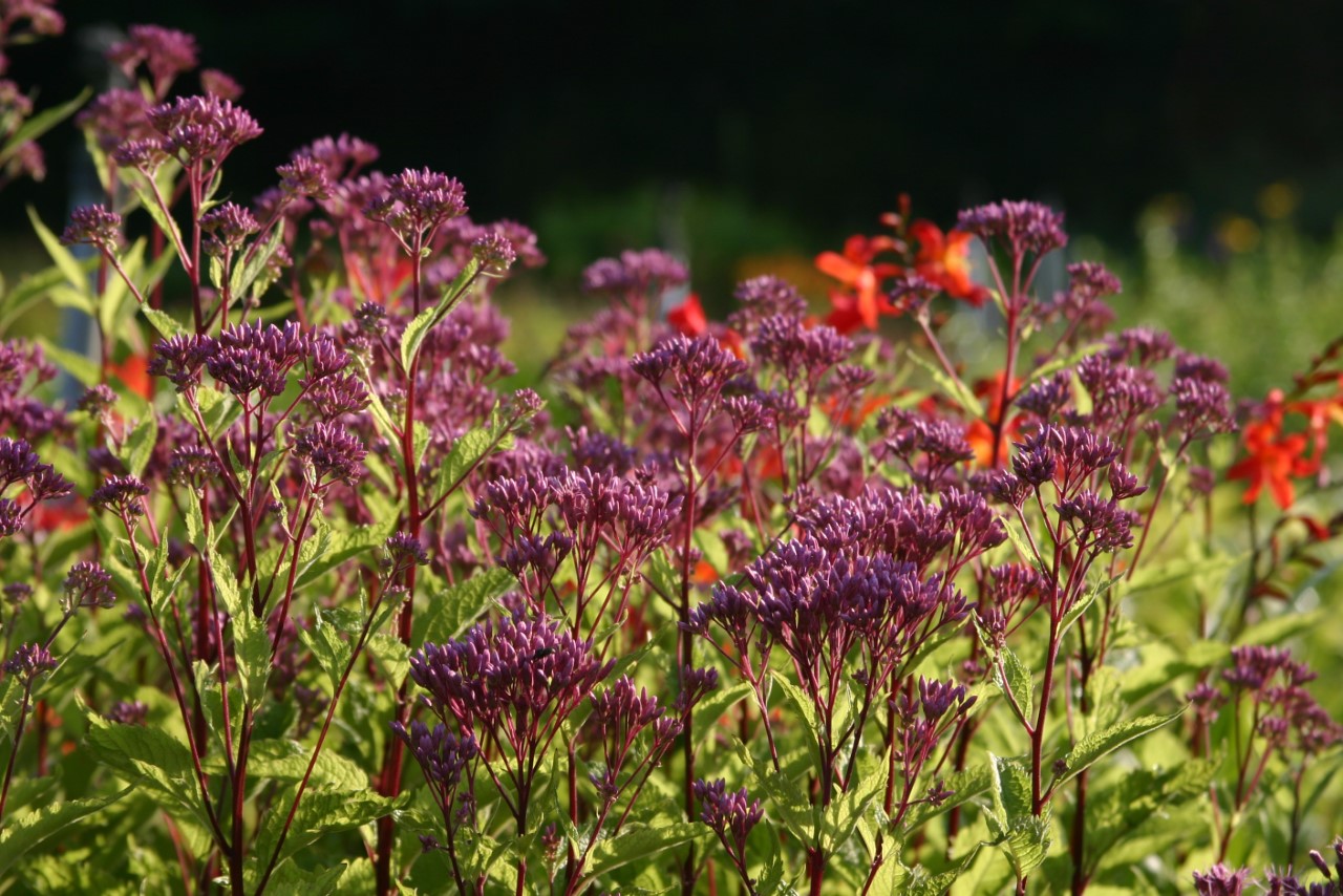 Eupatorium maculatum 'Purple Bush' Biologisch : P9