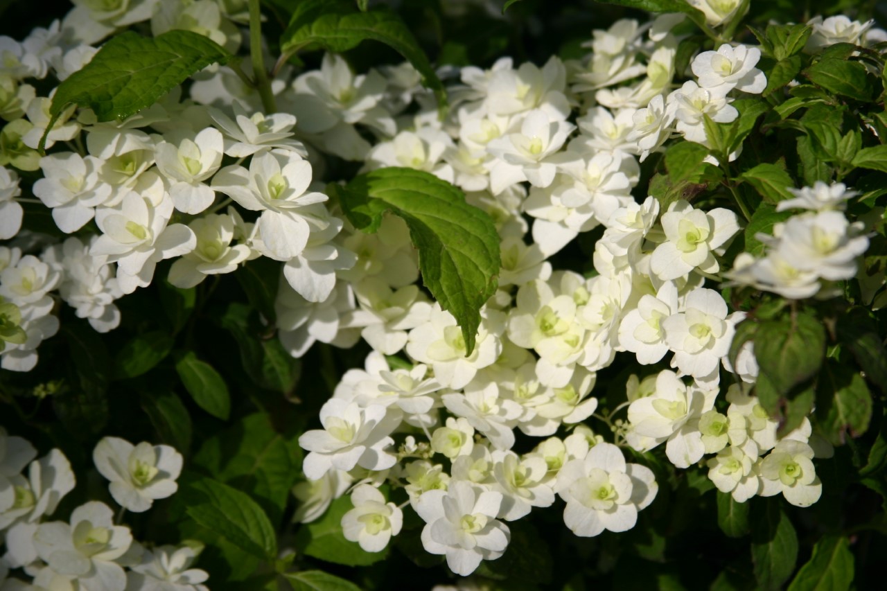 hydrangea-serrata-fuji-no-taki