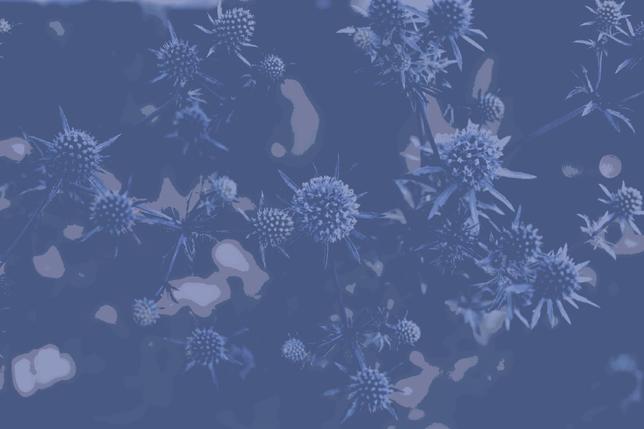 Eryngium planum : P9