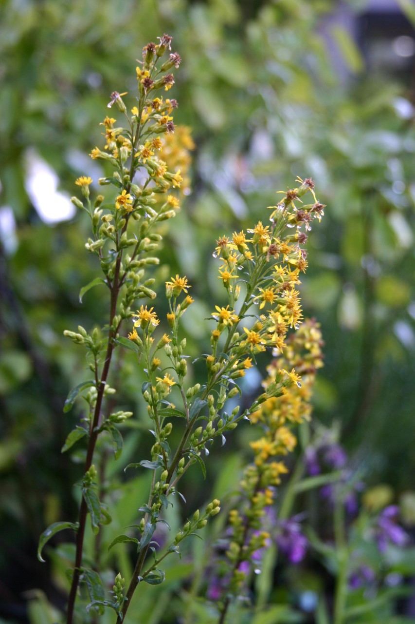 solidago-virgaurea