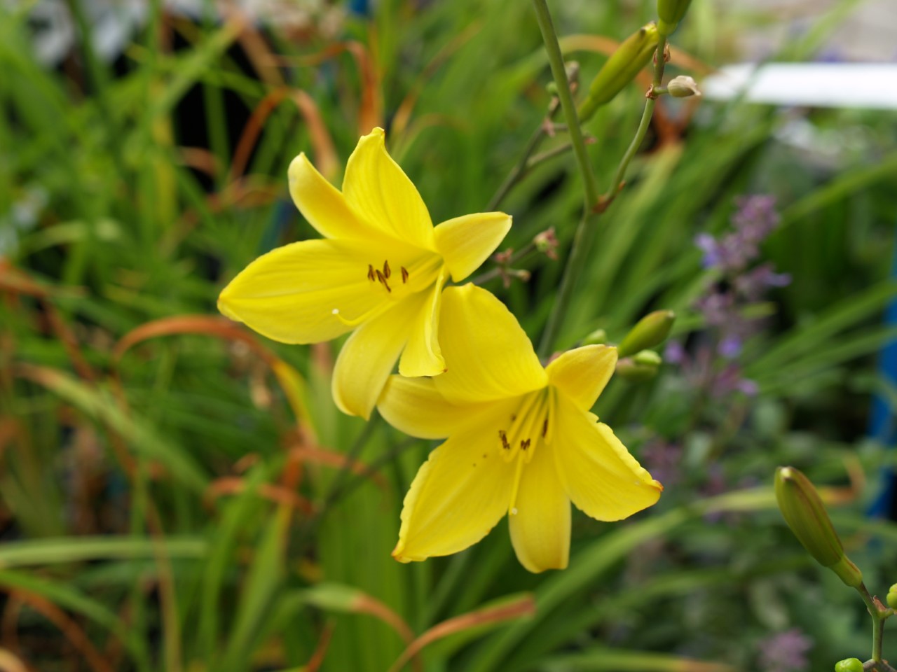 hemerocallis-dumortieri