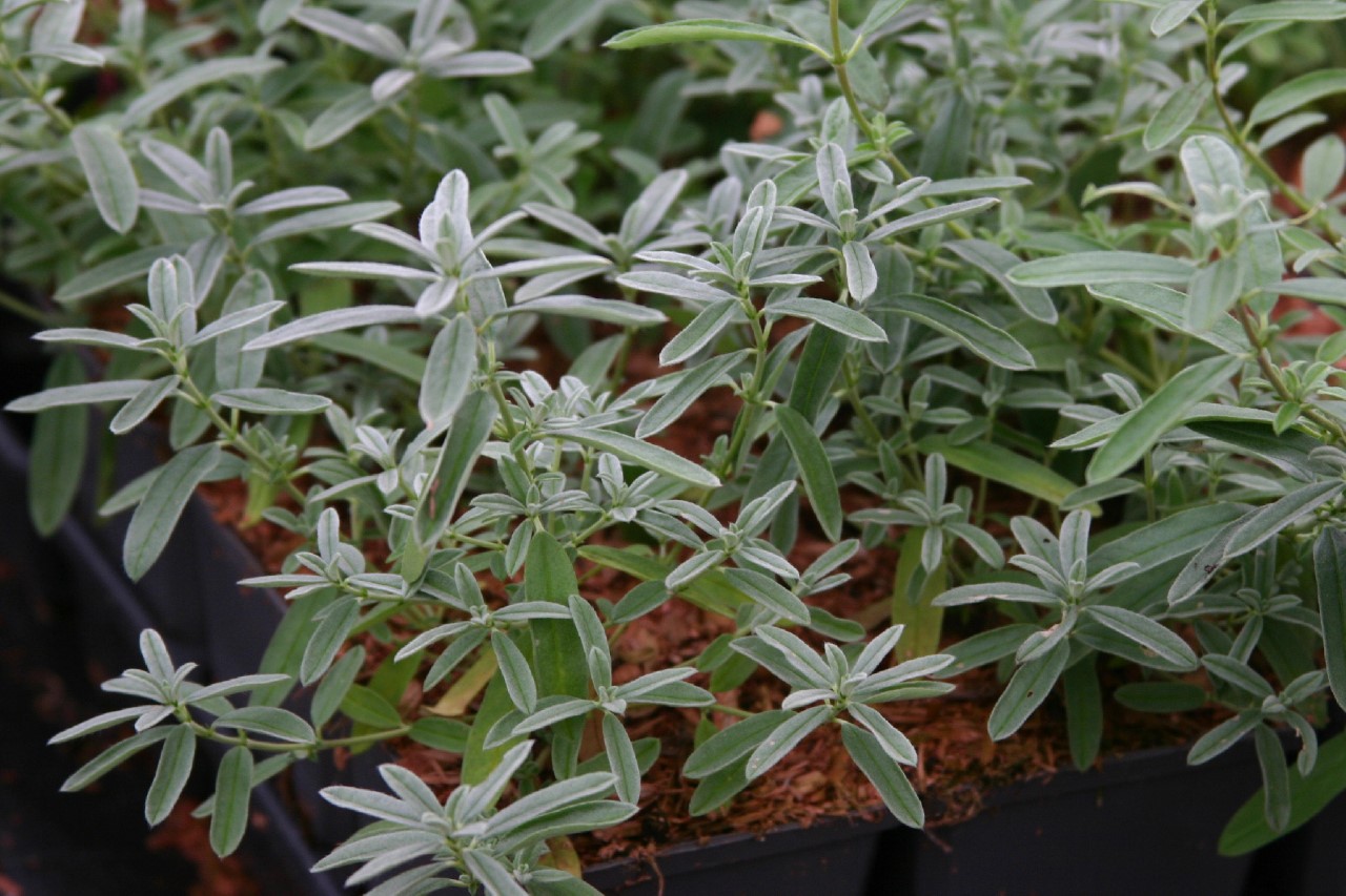 helianthemum-the-bride