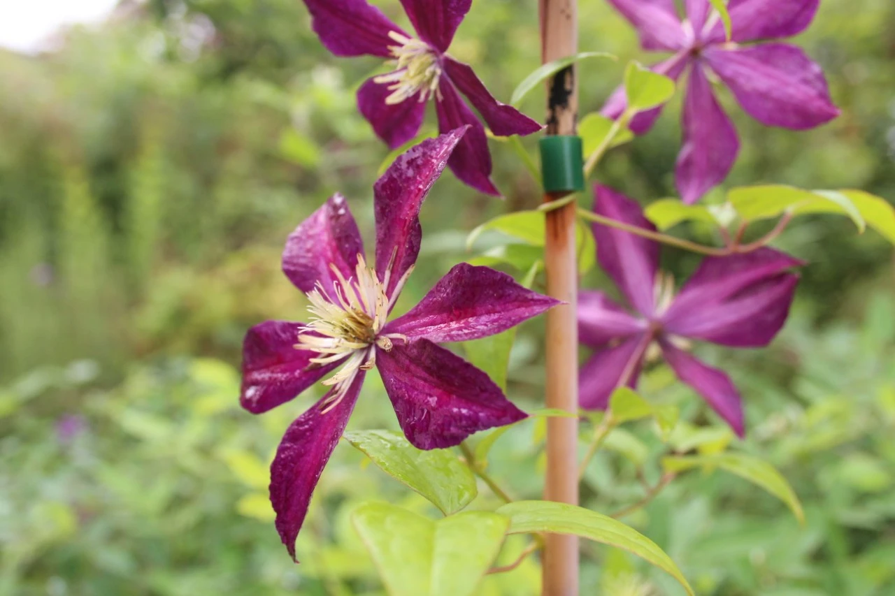 Clematis 'Mikelite' Biologisch : C2RP