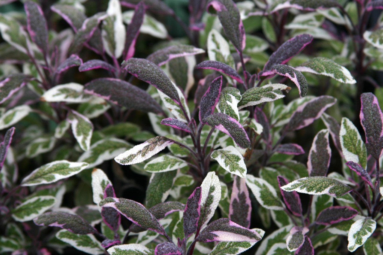 salvia-officinalis-tricolor