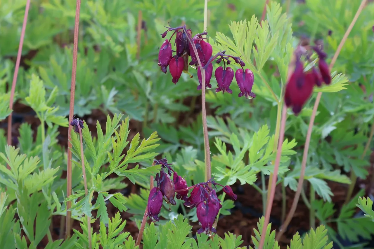 Dicentra formosa 'Bacchanal' : P9