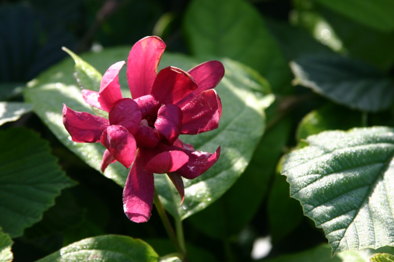 Calycanthus raulstonii 'Hartlage Wine' : C2 : 30-60