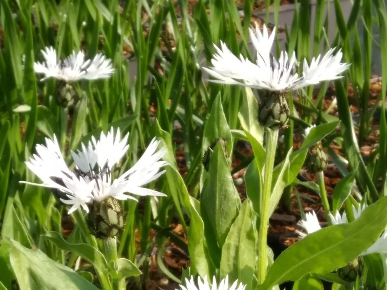 centaurea-montana-alba