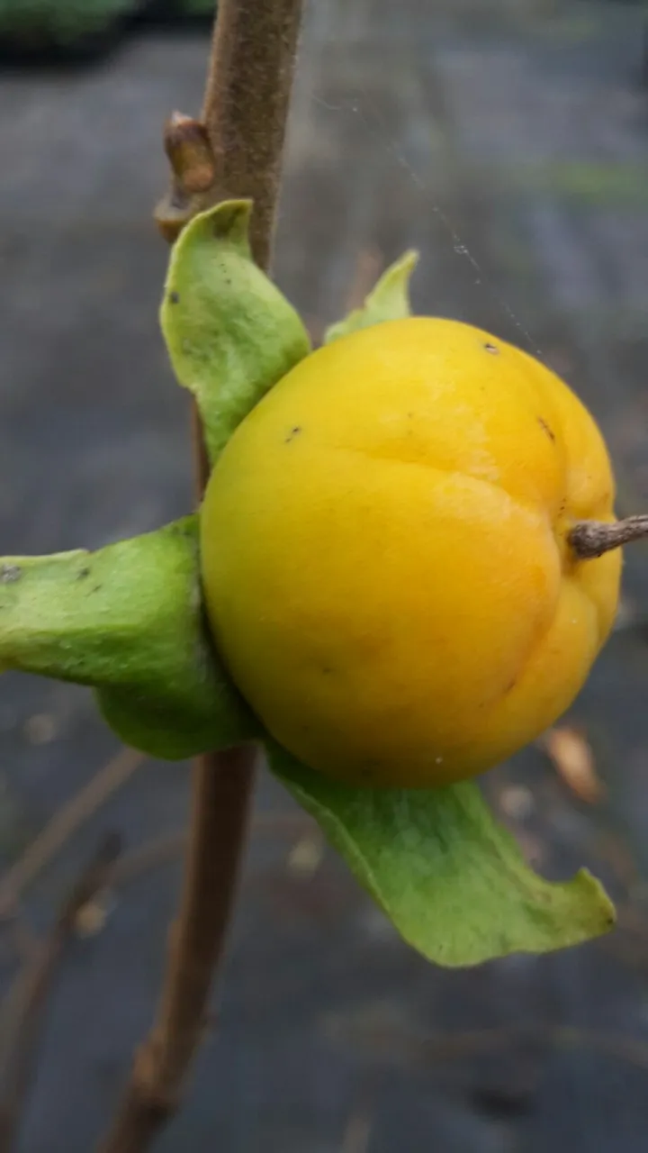 Diospyros kaki 'Dunaj'