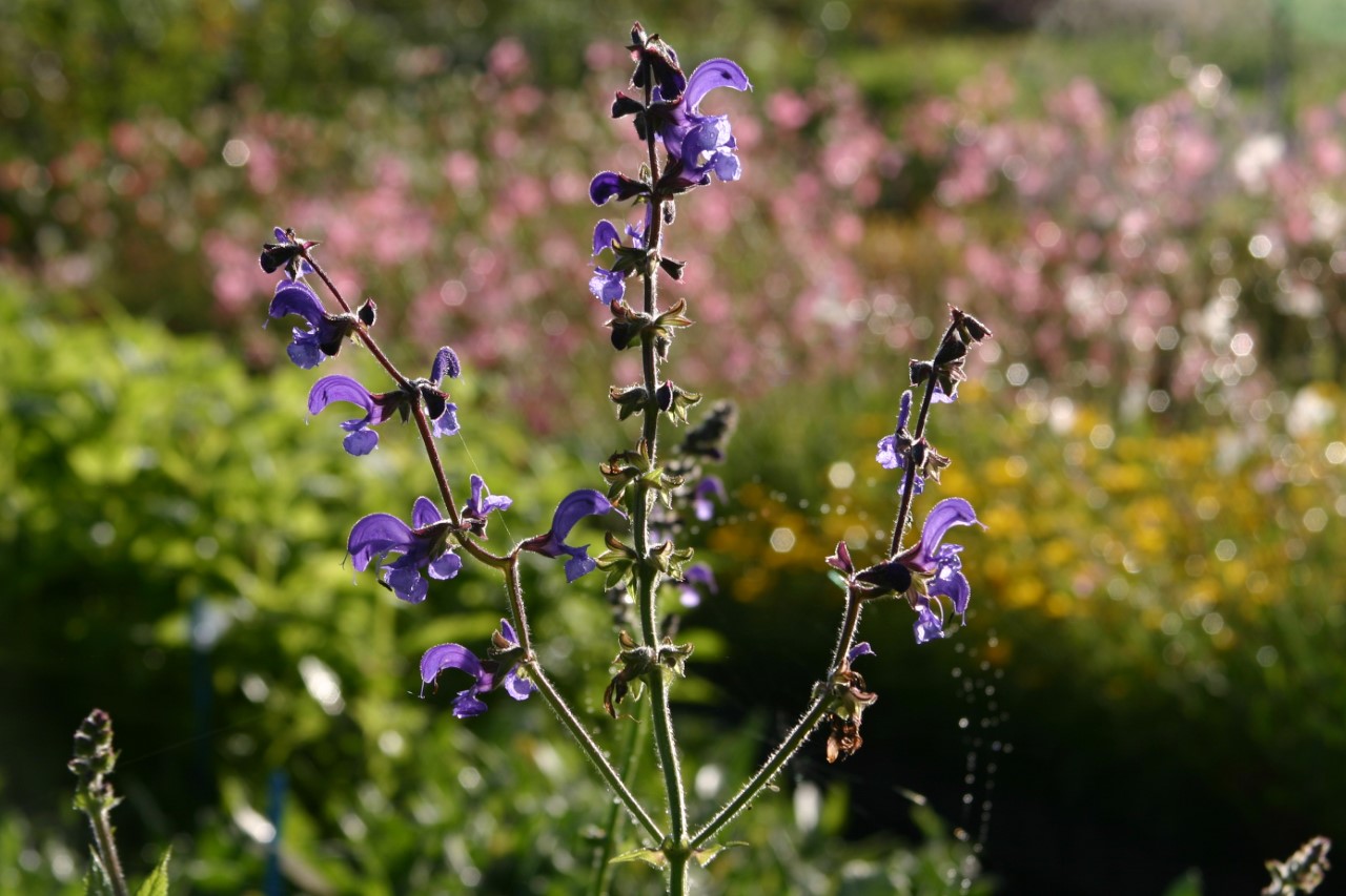 salvia-pratensis
