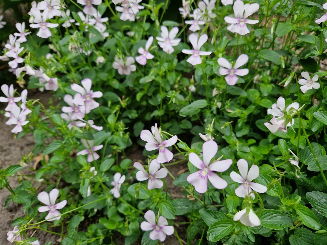 Viola cornuta ' Victoria's Blush' : P9