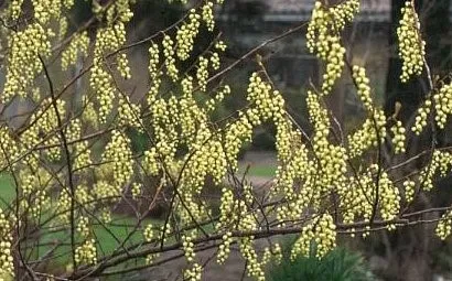 Stachyurus chinensis 'Celina'