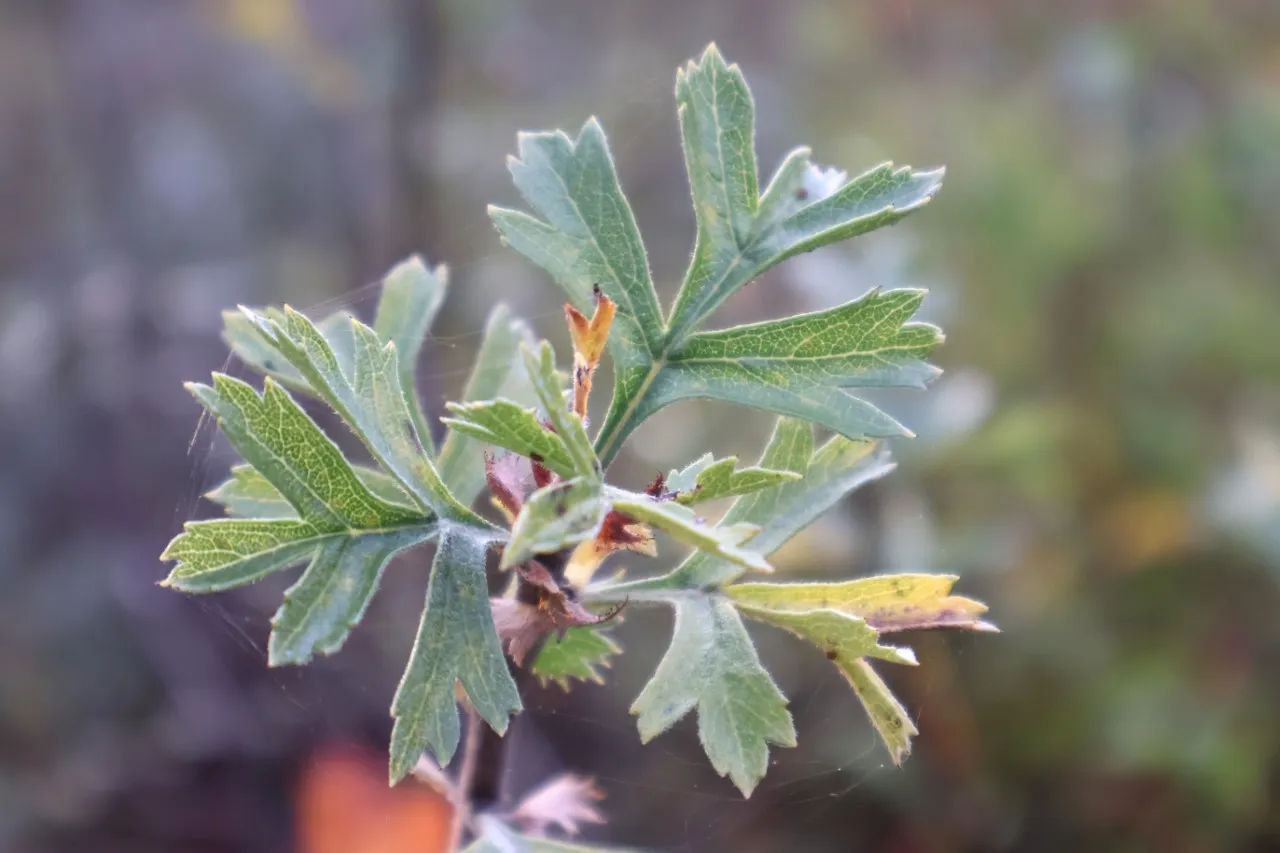 Crataegus tanacetifolia 'Konya' : C5 : 150-200