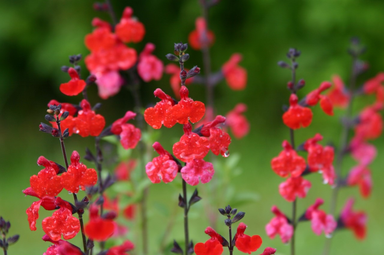 salvia-royal-bumble