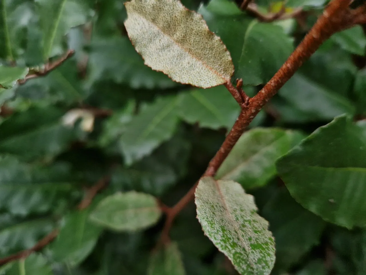 Elaeagnus pungens : C2 : 15-30