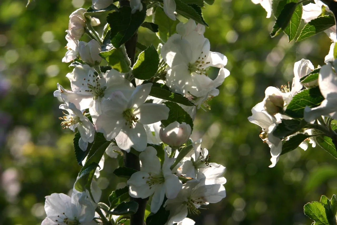 Malus domestica 'Glorie van Holland' : W : 30-60 : onderstam Malus domestica 'MM 111'