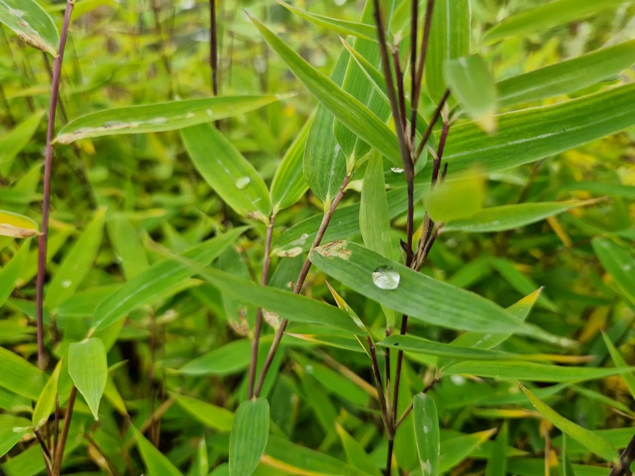Fargesia nitida 'Black Pearl' : C2 : 30-60