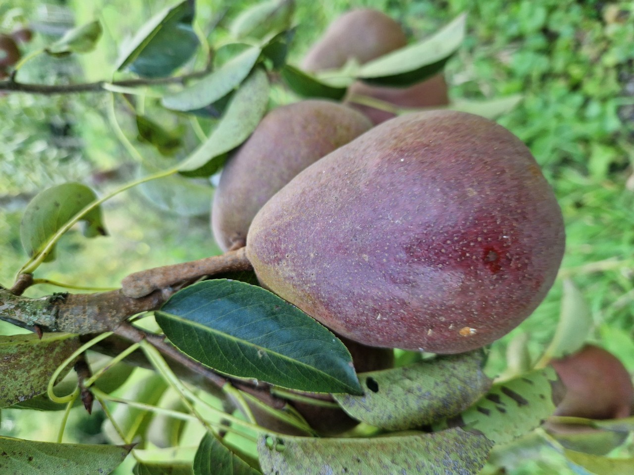 Pyrus communis 'Rode Williams'