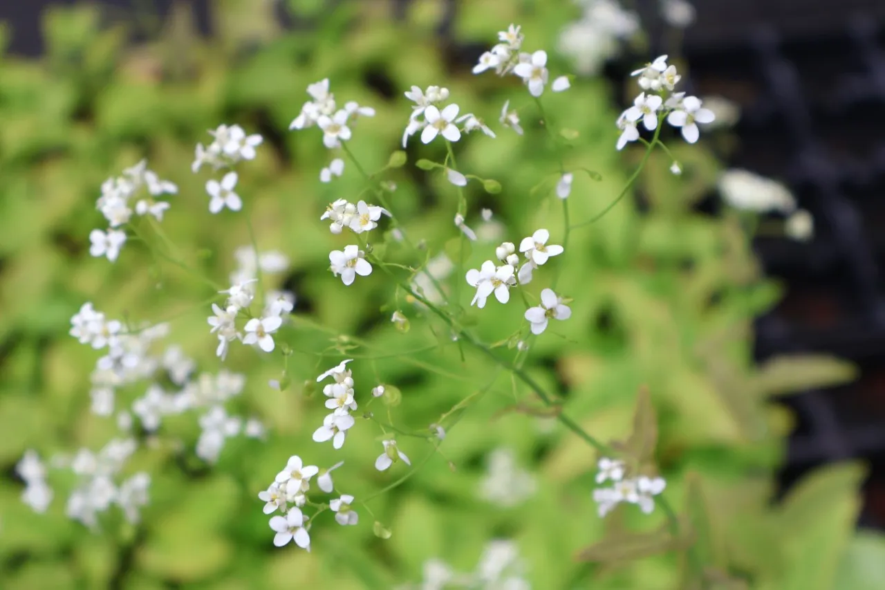 Peltaria alliacea