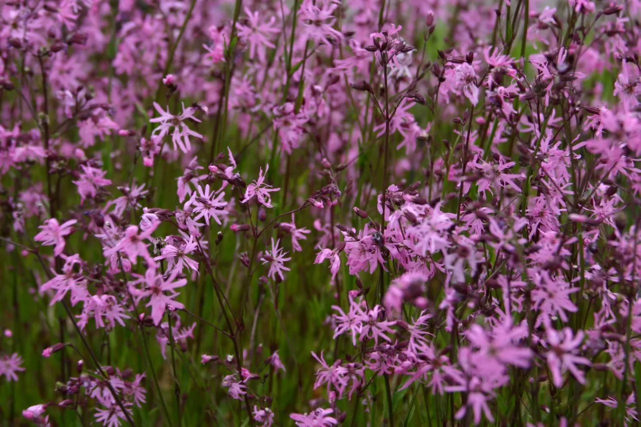 Lychnis flos-cuculi