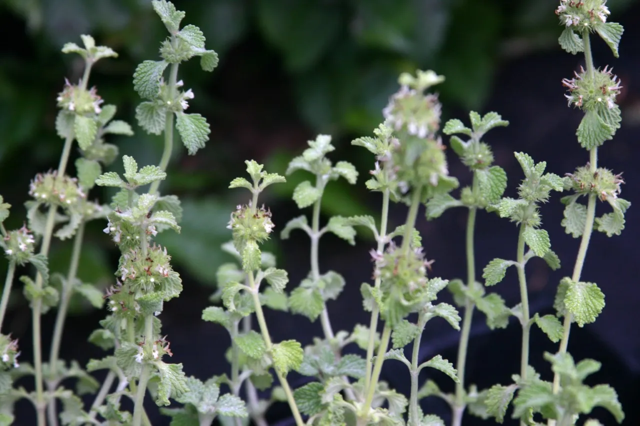 Marrubium vulgare