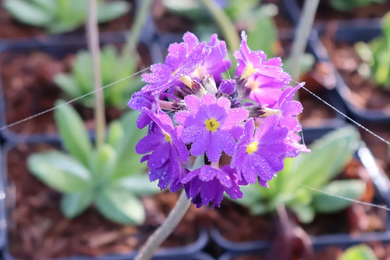 Primula denticulata 'Blue Selection'