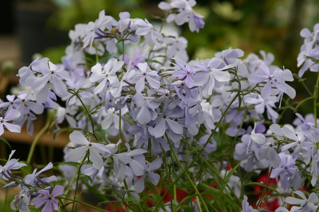 phlox-divaricata-clouds-of-perfume