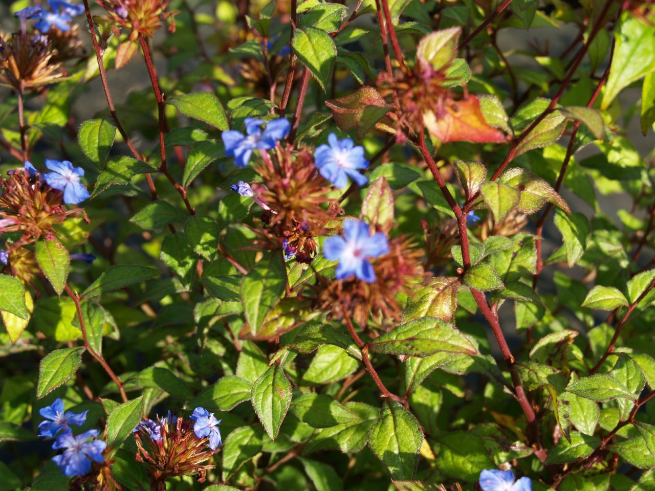 ceratostigma-griffithii