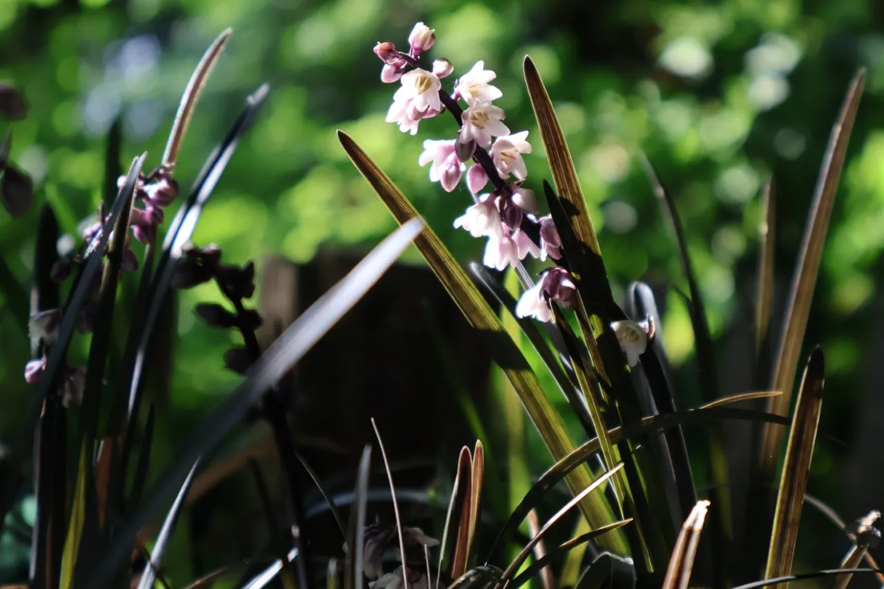 Ophiopogon planiscapus 'Niger'