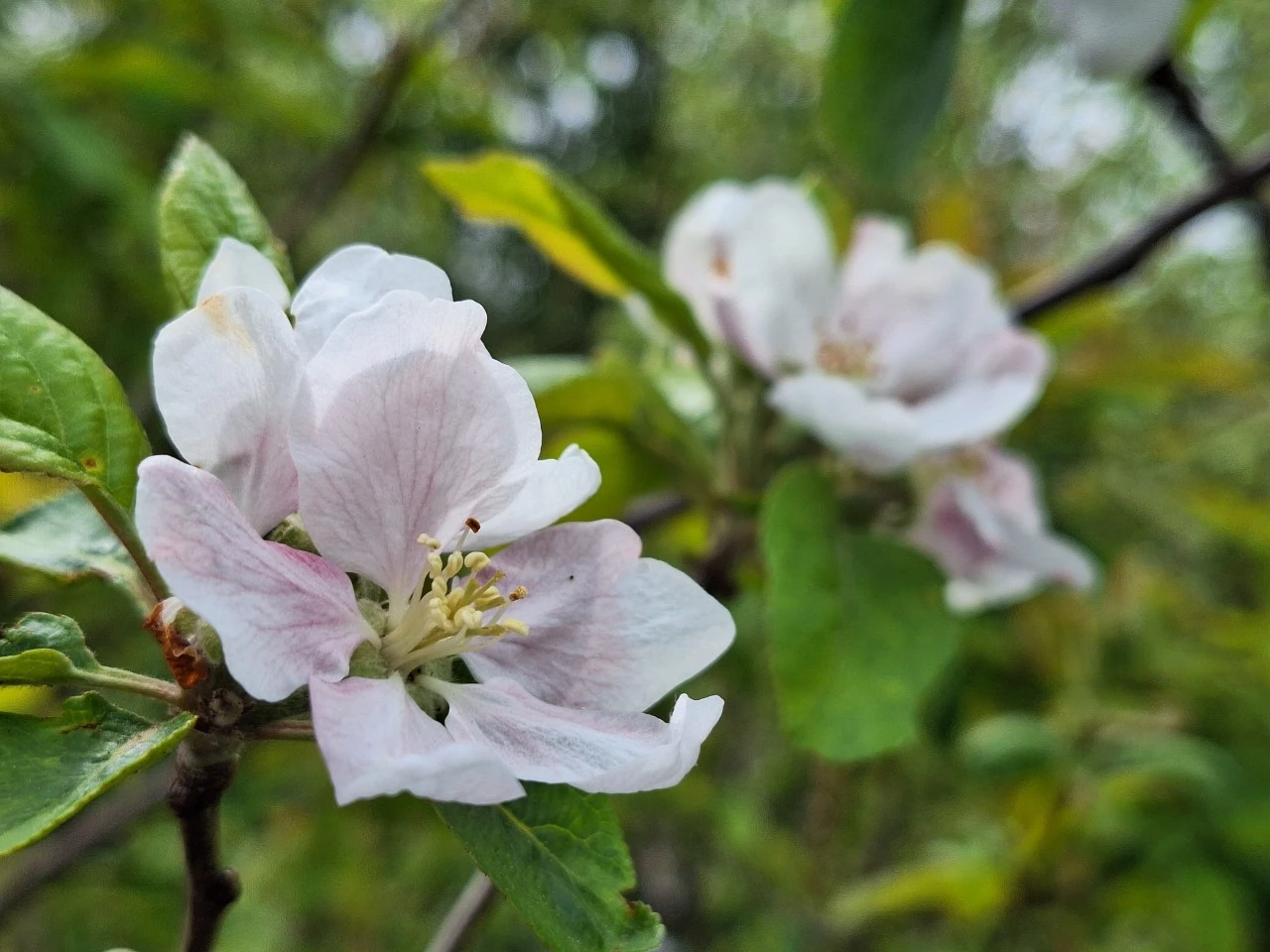Malus domestica 'Beauty of Bath' : C7.5 : 150-200 : onderstam Malus domestica 'MM 26'