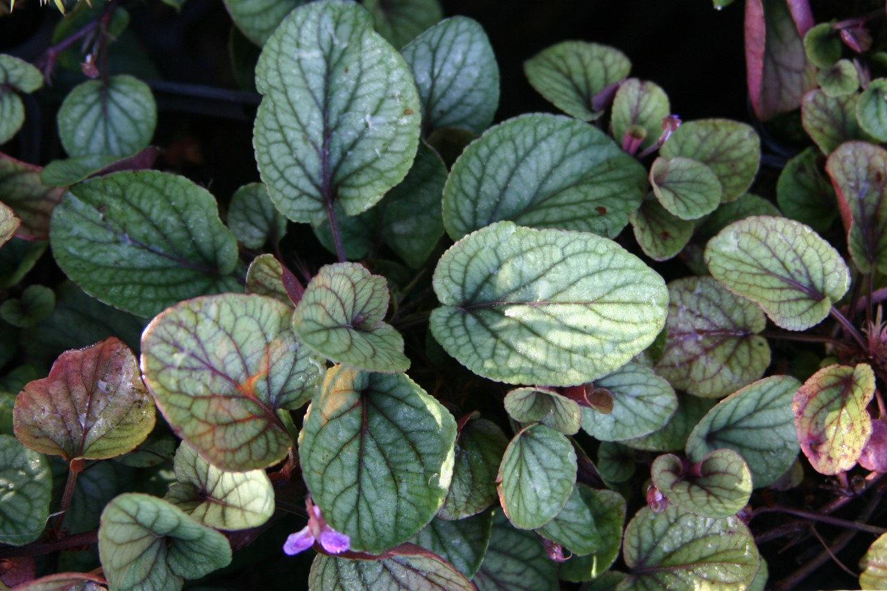 viola-walteri-silver-gem