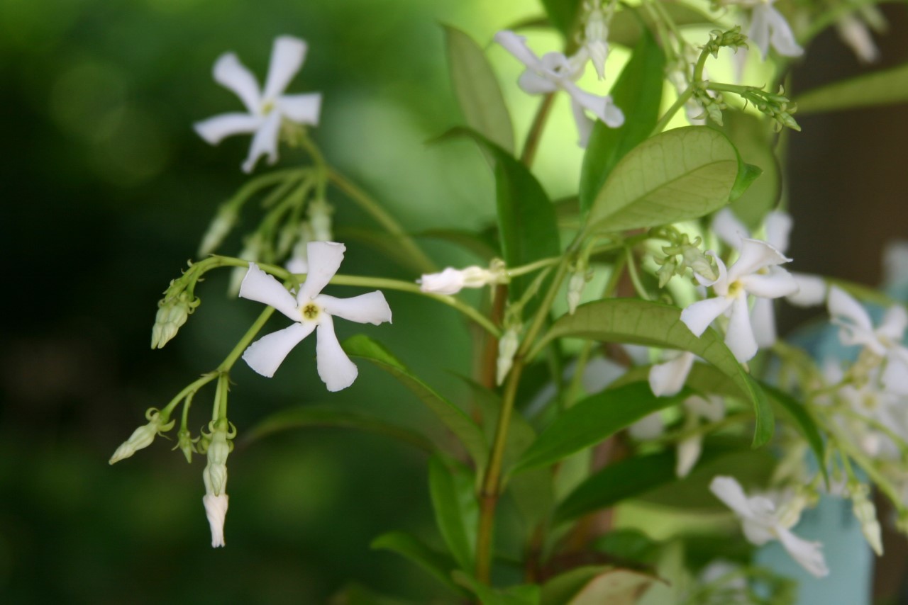 trachelospermum-jasminoides