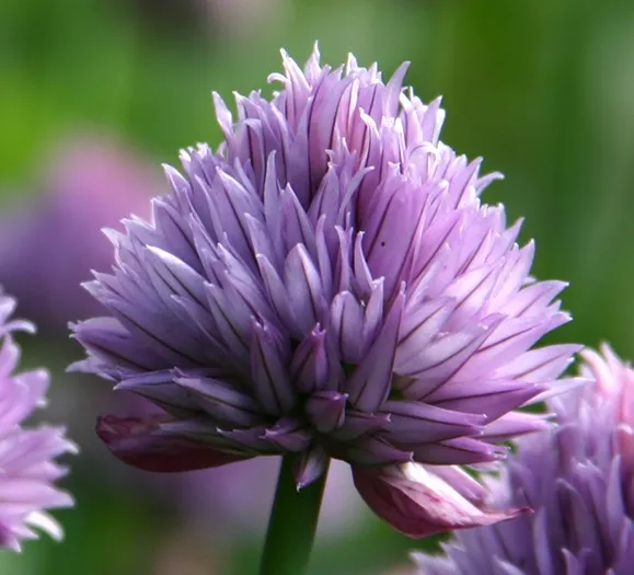 Allium schoenoprasum 'Forescate' Allium schoenoprasum 'Forescate'