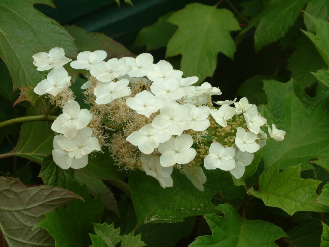 Hydrangea quercifolia 'Burgundy'