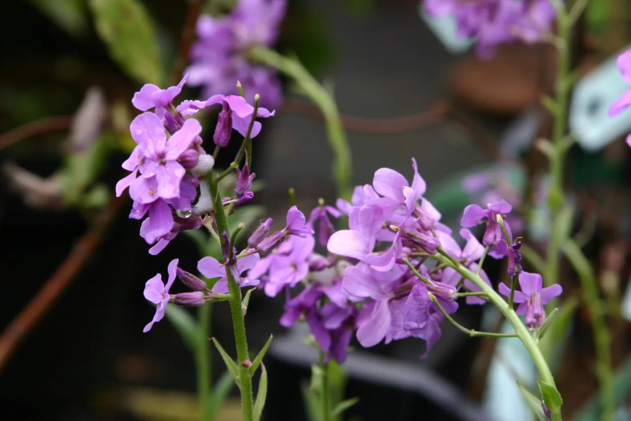 Hesperis matronalis