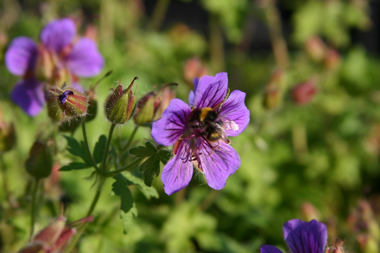 geranium-orkney-blue