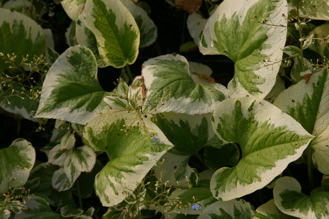 brunnera-macrophylla-variegata