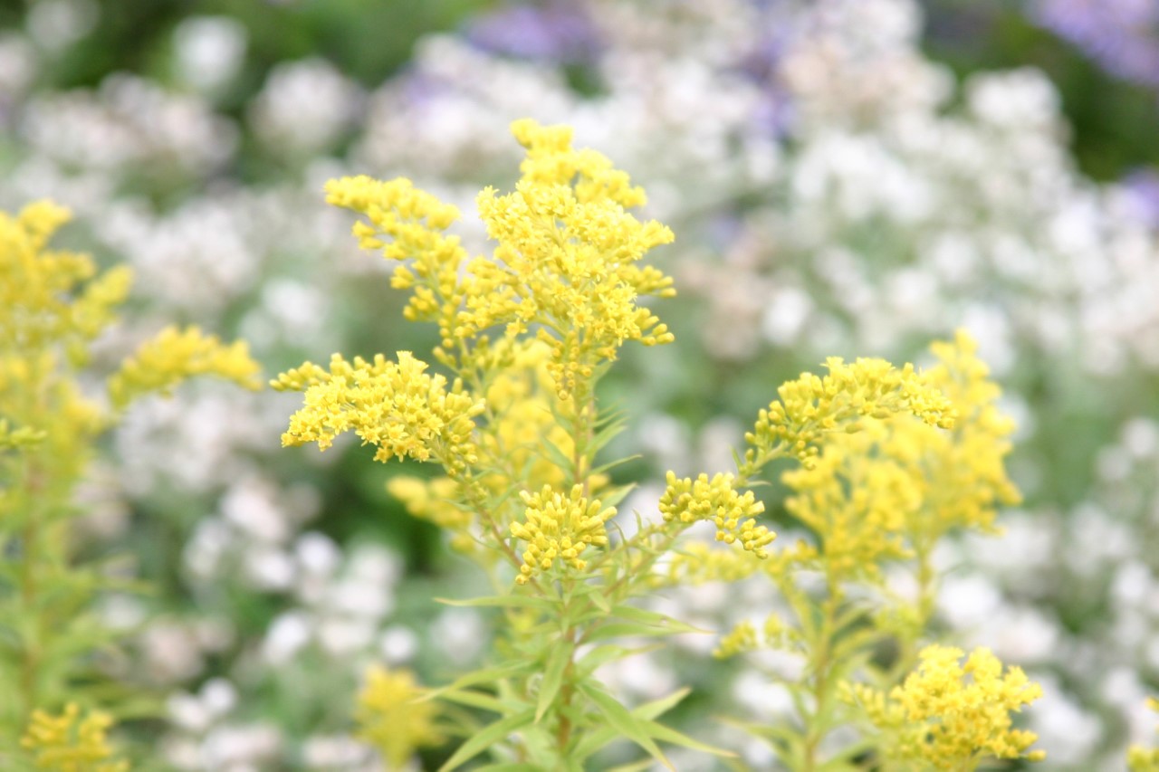 solidago-loyders-crown