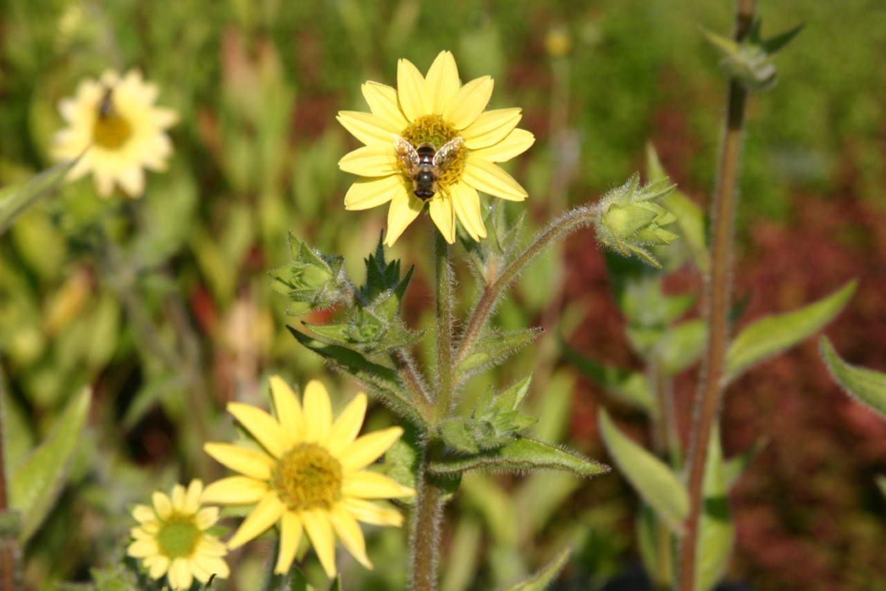silphium-mohrii