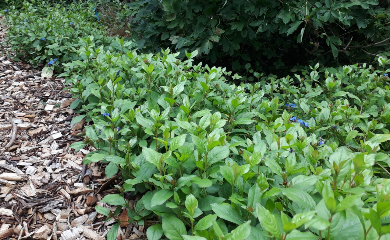 ceratostigma-plumbaginoides
