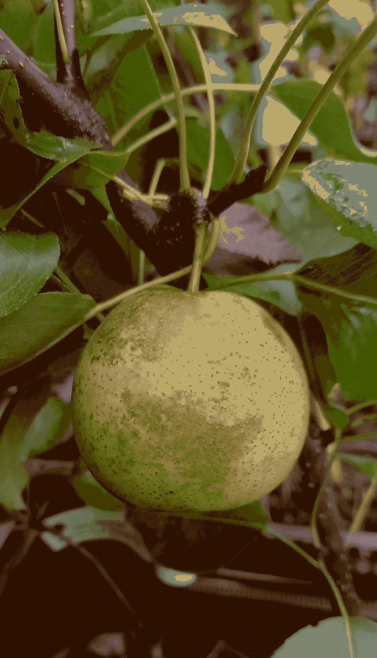 Pyrocydonia danielii : C3 : 60-100 : onderstam Pyrus communis 'Kirchensaller'