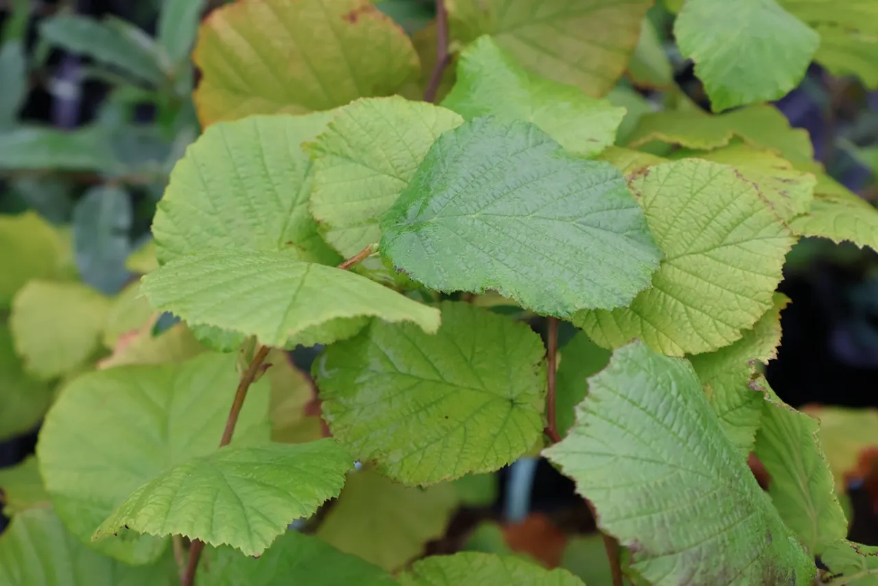 Corylus 'Tonda Romana' : C3 : 60-100
