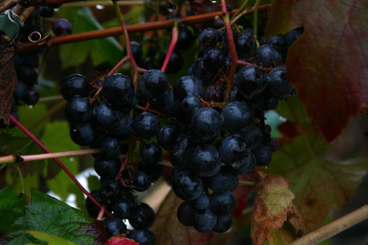 vitis-boskoop-glory