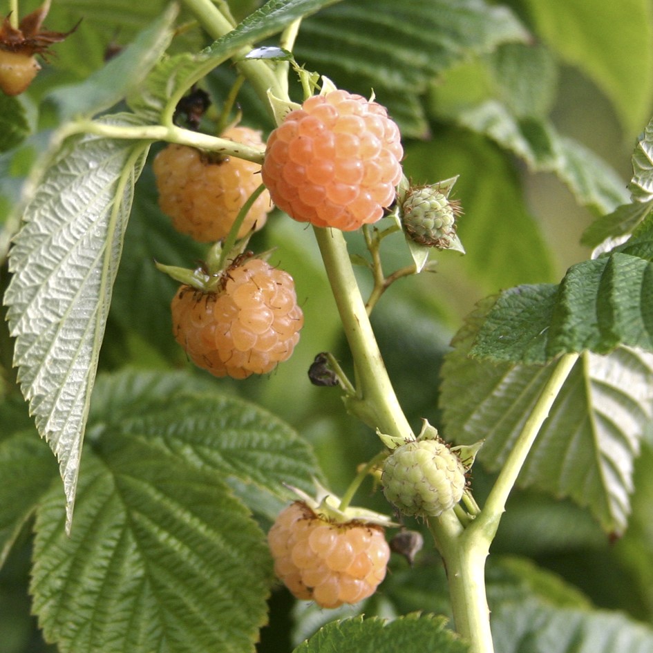 rubus-idaeus-fallgold
